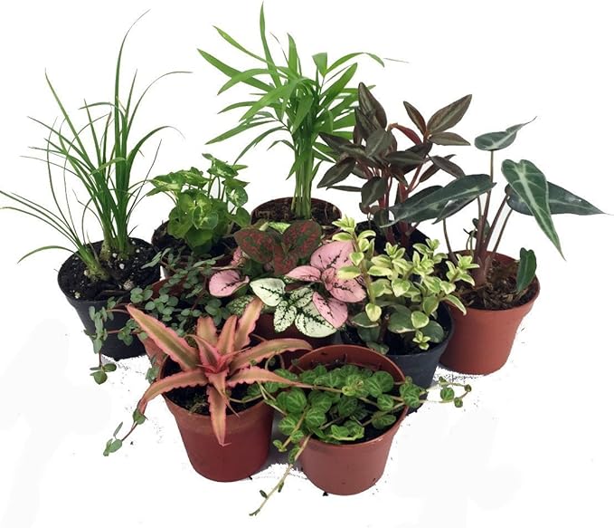 Terrarium & Fairy Garden Plants - 10 Plants in 2" pots-Ruum Studio Home