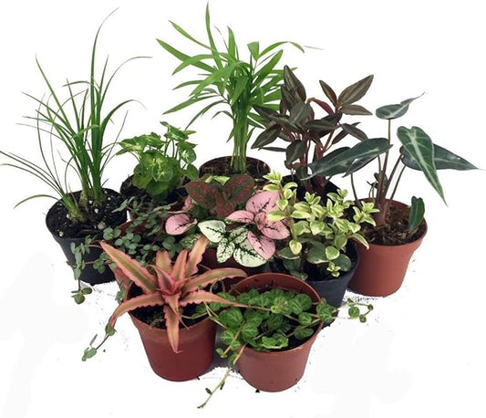 Terrarium & Fairy Garden Plants - 10 Plants in 2" pots-Ruum Studio Home