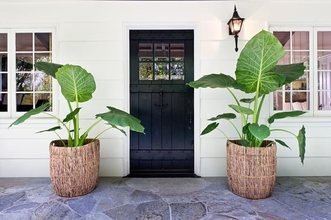 KOUBOO Madras Planter Basket, Plant Container, Tree Planter, Basket Front Door, Decorative Plants Pot, Woven Options for Every Space, Dark Brown, Large-Ruum Studio Home