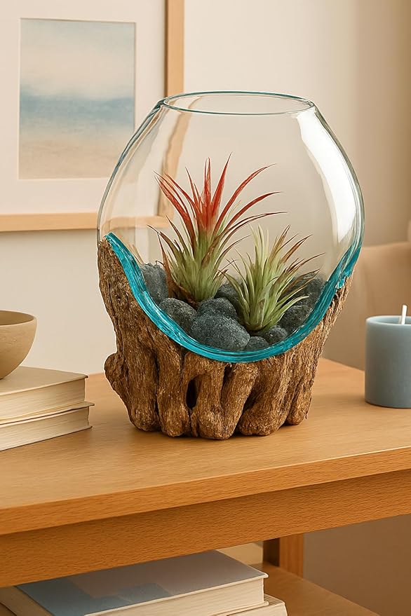 OMA Molten Glass on Driftwood – Hand Blown Vase, Terrarium, or Planter for Coastal & Boho Home Décor Centerpieces (6" - 7" High)-Ruum Studio Home