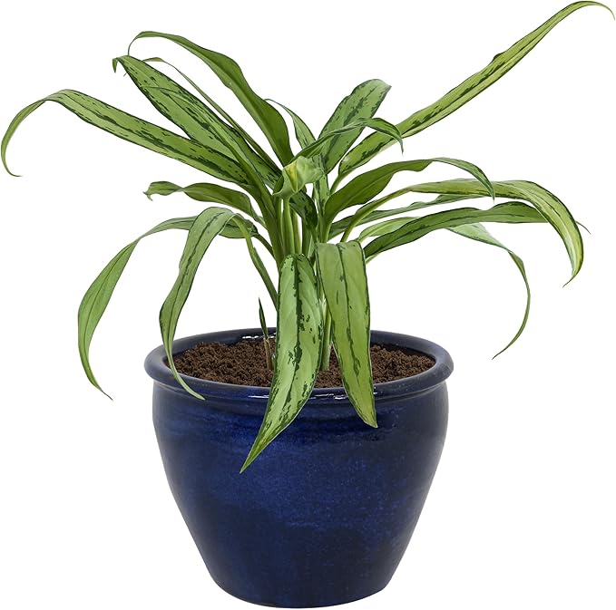 Sunnydaze Chalet Large Ceramic Plant Pot - Round Outdoor Glazed Ceramic Planter Pot with Drainage - Imperial Blue - 14.5"-Ruum Studio Home