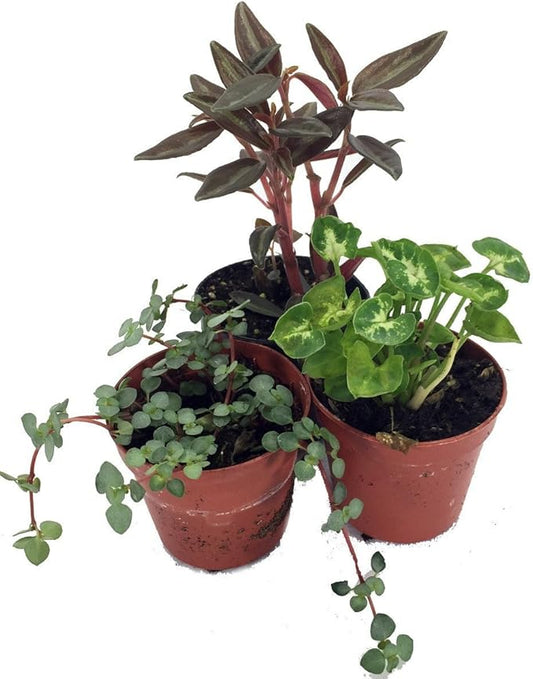 Terrarium and Fairy Garden Plants - 3 Plants in 2 inch pots-Ruum Studio Home