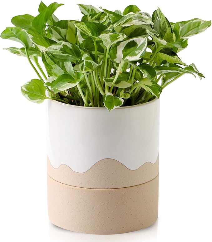 Nihow Self Watering Plant Pot: 6 Inch Ceramic Planter with Drainage Hole & Water Storage Plus for Indoor & Outdoor Plants - Cylinder Round Flower Pot for Succulent/Herbs/Violets - White & Nature-Ruum Studio Home