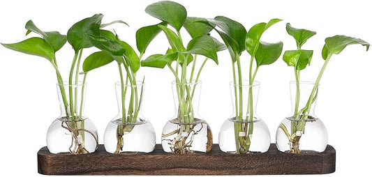 YIBOT Plant Propagation Stations,Glass Propagation Vases for Plants Terrarium with Wooden Tray Plant Lover Gifts for Propagating Hydroponic Plants Home Office Decor(5 Vase)-Ruum Studio Home