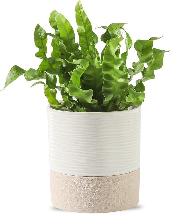 Nihow Self Watering Plant Pot: 4.5 Inch Ceramic Planter with Drainage Hole & Water Storage Plus for Indoor & Outdoor Plants - Cylinder Flower Pot for Herbs/Violets - White & Brown-Ruum Studio Home