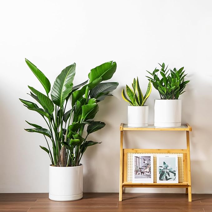 vancasso Ceramic Planters, Plant Pots for Indoor Plants, 6.25+8.25+10.25 Inch Ceramic Pots for Plants, Flower Pots with Drainage Holes, Planters Pot for Indoor House Plant, Set of 3, White-Ruum Studio Home