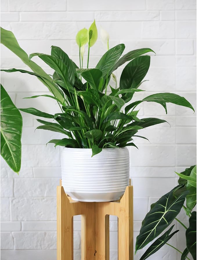 8 Inch + 6 Inch Ceramic Plant Pots Indoor with Drainage – Flower Pot Set, Decorative Indoor Planters for House Plants and Garden Use-Ruum Studio Home