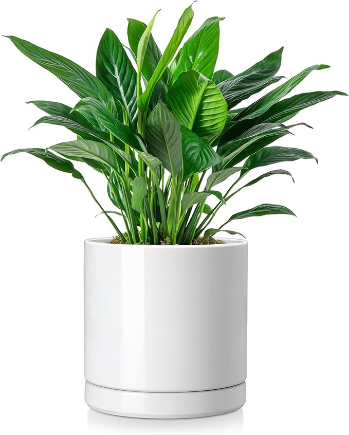vancasso Ceramic Plant Pots, 8.25 Inch Ceramic Pot for Plants, Planters Pots for Indoor Plants with Drainage Holes, Flower Pot for Indoor House Plant, White-Ruum Studio Home