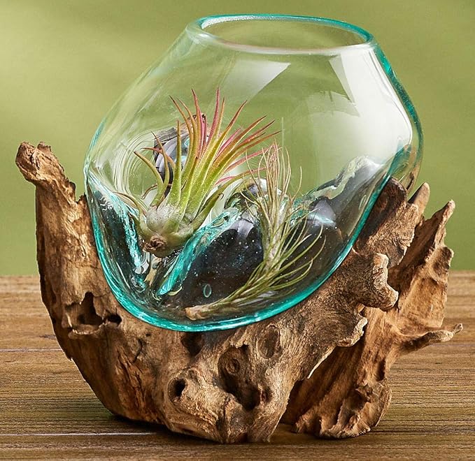 OMA Molten Glass on Driftwood – Hand Blown Vase, Terrarium, or Planter for Coastal & Boho Home Décor Centerpieces (6" - 7" High)-Ruum Studio Home