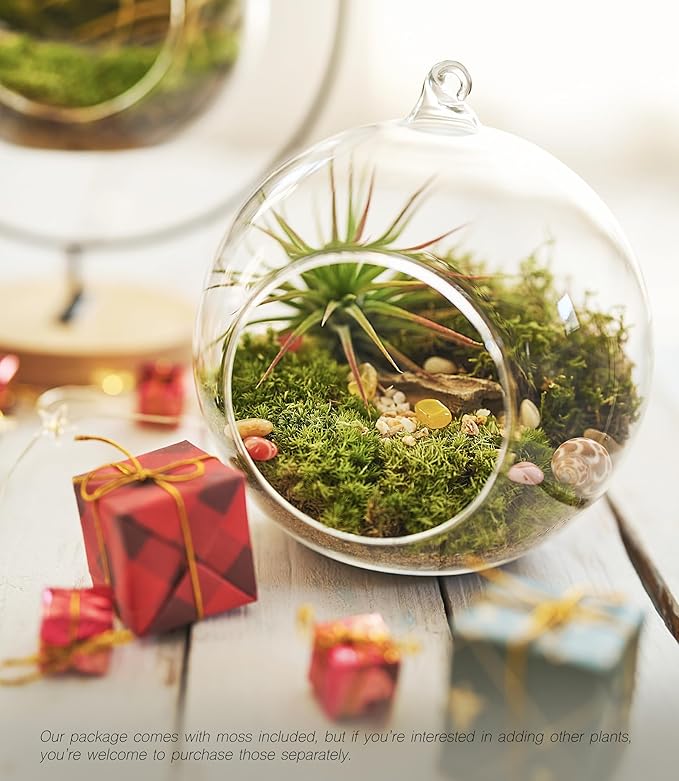 15-Piece Terrarium Kit with Live Moss – DIY Glass Globe Set with Tools, Soil, Stones & Spray Bottle – Indoor Mini Garden Gift for Plant Lovers, Home Decor & Zen Craft-Ruum Studio Home