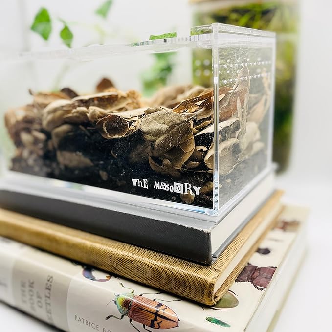 THE MASONRY | Acrylic Terrarium for Isopod Enclosure | 8"x4"x4" | Sling Tarantula Enclosure and Bug Tank | Small Spider Habitat | Terrarium Pre-Assembled with Magnetic Lock-Ruum Studio Home