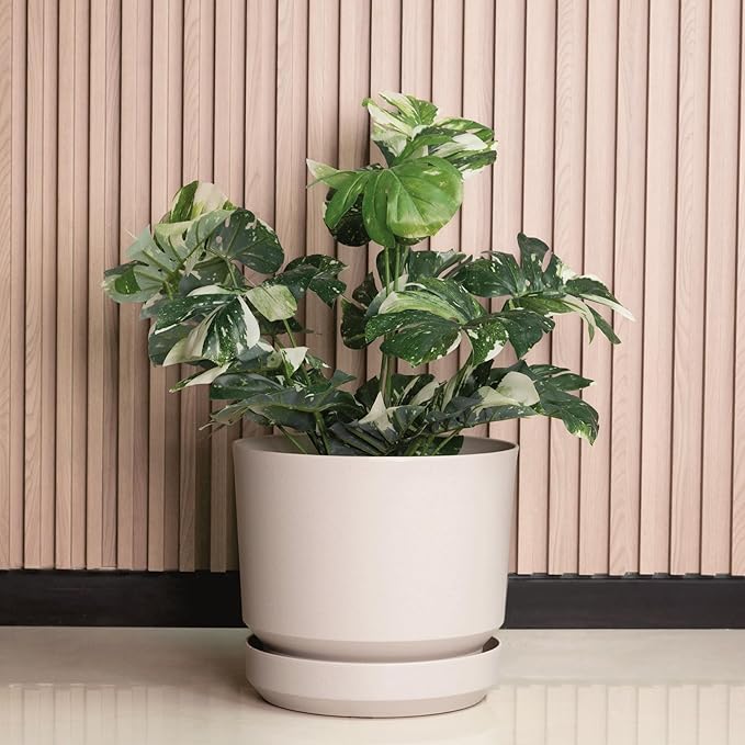 Elly Décor 8 inch Plastic Cylinder Planter Pot with Self-Watering Saucer and Drainage Hole,Lightweight & Extremely Durable, 8"x 8", Ivory-Ruum Studio Home