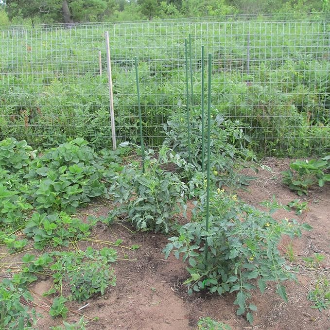 Garden Plant Stakes 57 Inch (Approx 5Ft) Steel Plant Stick Support, 25 Pack Tomato Stakes for Growing Climbing Plants, Potted Plants, Tomatoes, Trees, Cucumber, Beans, Fences Poles-Ruum Studio Home