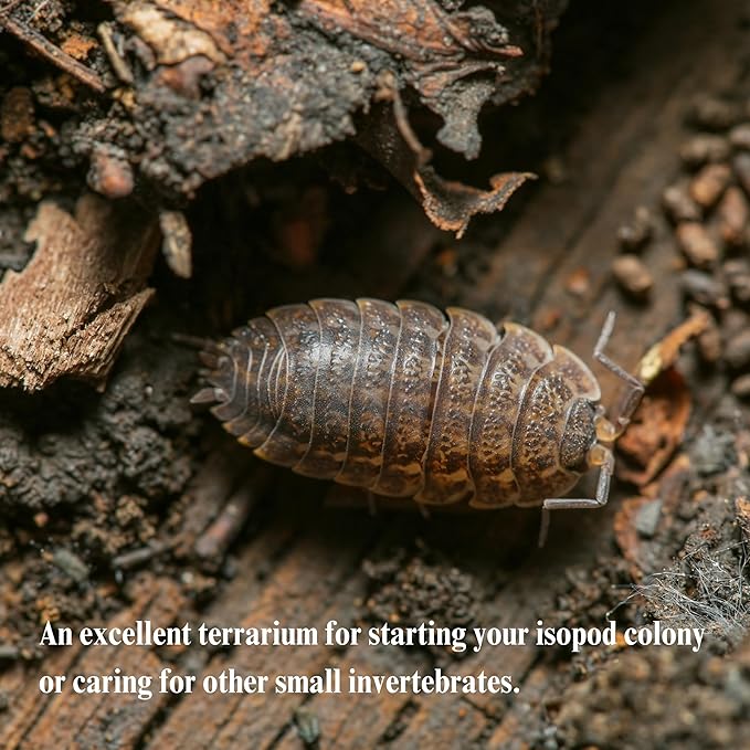 THE MASONRY | Acrylic Terrarium for Isopod Enclosure | 8"x4"x4" | Sling Tarantula Enclosure and Bug Tank | Small Spider Habitat | Terrarium Pre-Assembled with Magnetic Lock-Ruum Studio Home
