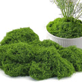 Potanro Faux Green Moss 5.3oz Artificial Fake Plant Moss for Potted Plants Indoor, Crafts, Planters, Bonsai Artifcial, DlY Floral Decorative Moss, Fairy Garden Wedding Table Centerpieces Decor-Ruum Studio Home