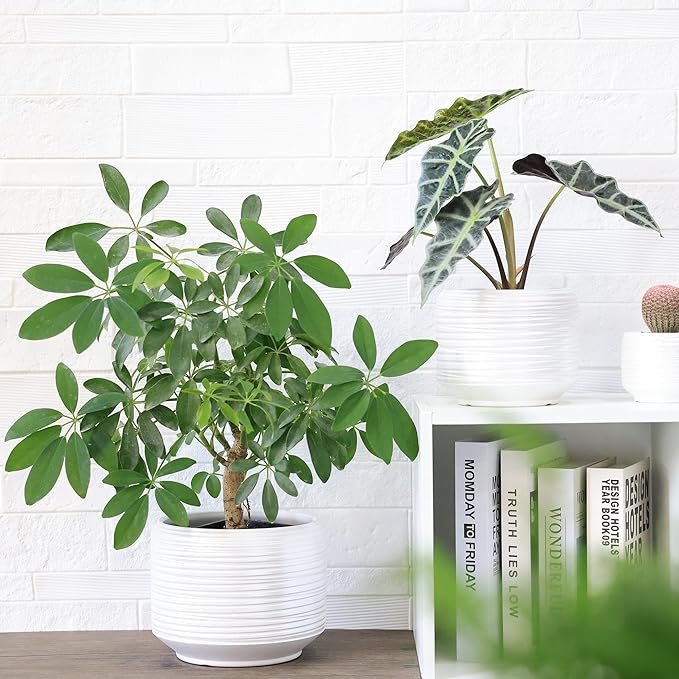 8 Inch + 6 Inch Ceramic Plant Pots Indoor with Drainage – Flower Pot Set, Decorative Indoor Planters for House Plants and Garden Use-Ruum Studio Home