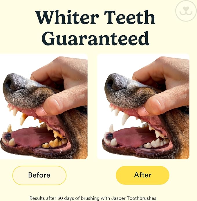 Jasper Dog Toothbrush, 360º Dog Tooth Brushing Kit, Cat Toothbrush, Dog Teeth Cleaning, Dog Finger Toothbrush, Use with Dog Toothpaste - Clear 2-Pack-Ruum Studio Home