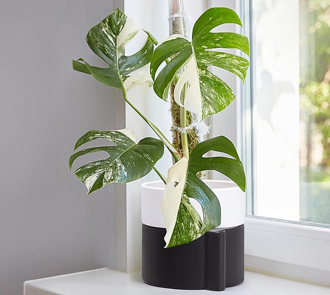 Phoenix Vine 6.5 Inch Self-Watering Planter Pot with Terracotta Insert, Deep Water Reservoir, and Ceramic-Alike BPA-Free Plastic Pot for Plant, Modern Planter for Houseplants, Black/White, 53-C-S-7-Ruum Studio Home