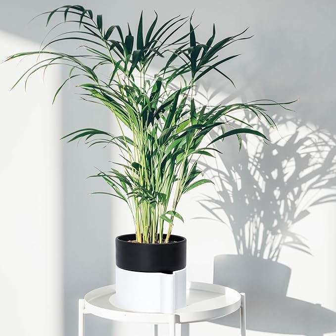 8 Inch Self-Watering Planter Pot with Terracotta Insert, Deep Water Reservoir, and Ceramic-Alike BPA-Free Plastic Planter Pot for Plant, Modern Planter for Houseplants, White/Black, 53-B-T-4-Ruum Studio Home