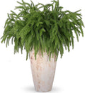 24 Pcs Artificial Norfolk Pine Branches, Faux Norfolk Pine Stems DIY Crafts Faux Christmas Norfolk Pine Branches for Xmas Indoor Outdoor Home Decor (24)-Ruum Studio Home