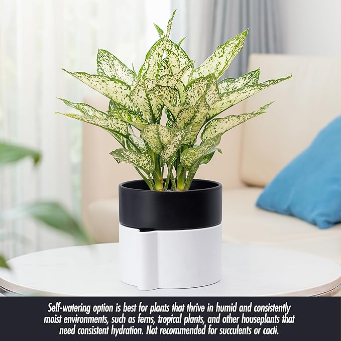 Phoenix Vine 6.5 Inch Self-Watering Planter Pot with Terracotta Insert, Deep Water Reservoir, and Ceramic-Alike BPA-Free Plastic Pot for Plant, Modern Planter for Houseplants, White/Black, 53-B-S-4-Ruum Studio Home