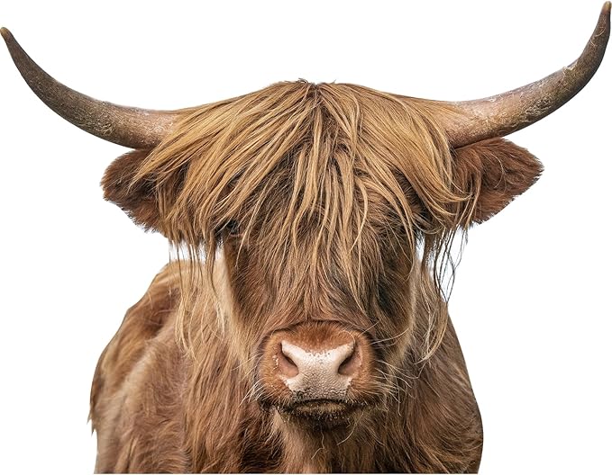 Highland Cow Wall Window Stickers Decor Scottish Cow Wall Decals Peel and Stick Funny Cow Wall Stickers Removable Cool Cow Farmhouse Kitchen Decoration Weird Gifts for Fiends Christmas-Ruum Studio Home