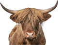 Highland Cow Wall Window Stickers Decor Scottish Cow Wall Decals Peel and Stick Funny Cow Wall Stickers Removable Cool Cow Farmhouse Kitchen Decoration Weird Gifts for Fiends Christmas-Ruum Studio Home