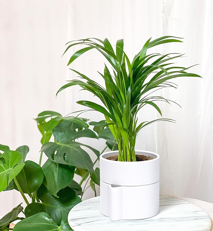 Phoenix Vine 6.5 Inch Self-Watering Planter Pot with Terracotta Insert, Deep Water Reservoir, and Ceramic-Alike BPA-Free Plastic Pot for Plant, Modern Planter for Houseplants, White, 53-A-S-1-Ruum Studio Home