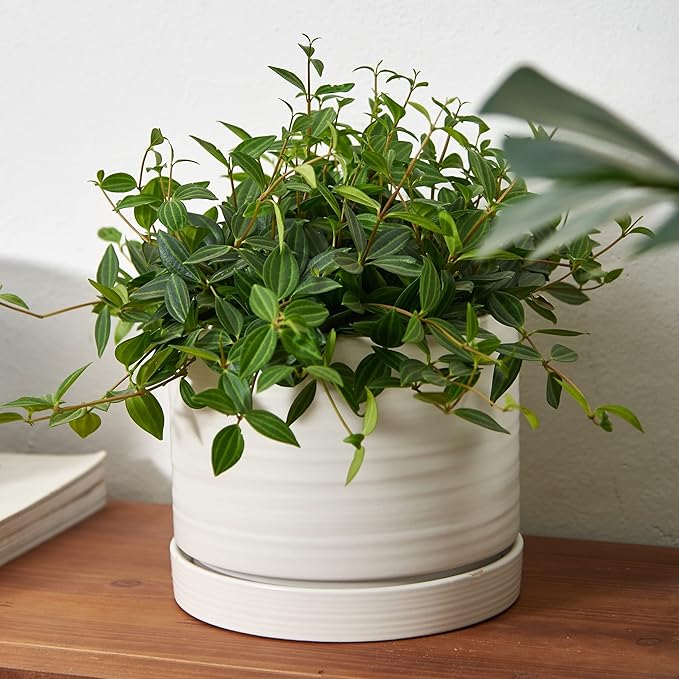 8 Inch Pots for Plants, Ceramic Planter Pot with Drainage Hole & Saucer, Indoor/Outdoor Cylinder Round Planter Pot, Matte White-Ruum Studio Home
