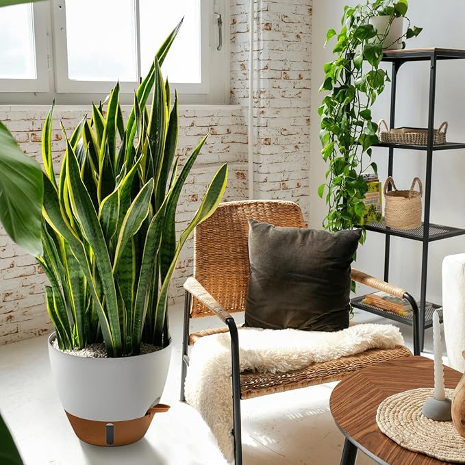 montresor 12/10/8 Inch Self Watering Pots for Indoor Plants Plastic Large Pot for Outdoor Plants, Water Level Window & Spacious Reservoir Flower Pots Decorative Planter with Drainage and Tray (White)-Ruum Studio Home