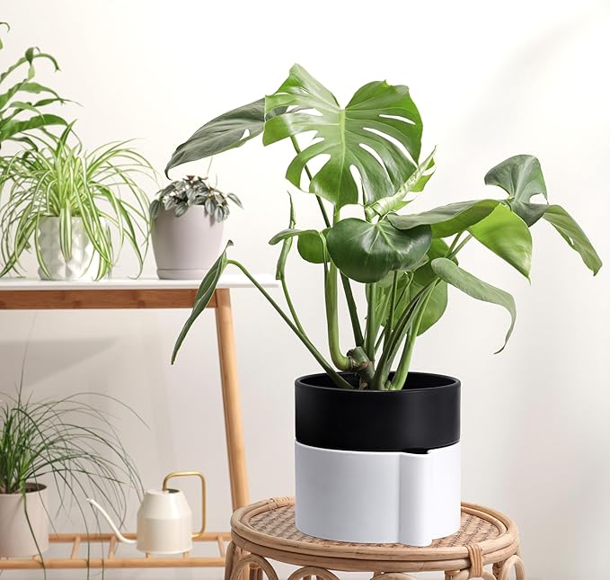 Phoenix Vine 6.5 Inch Self-Watering Planter Pot with Terracotta Insert, Deep Water Reservoir, and Ceramic-Alike BPA-Free Plastic Pot for Plant, Modern Planter for Houseplants, White/Black, 53-B-S-4-Ruum Studio Home