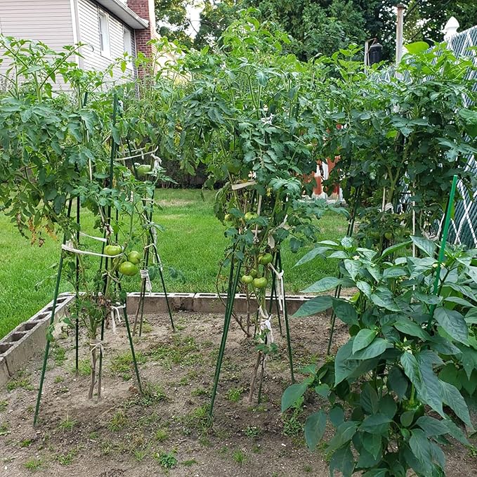 Garden Plant Stakes 57 Inch (Approx 5Ft) Steel Plant Stick Support, 25 Pack Tomato Stakes for Growing Climbing Plants, Potted Plants, Tomatoes, Trees, Cucumber, Beans, Fences Poles-Ruum Studio Home