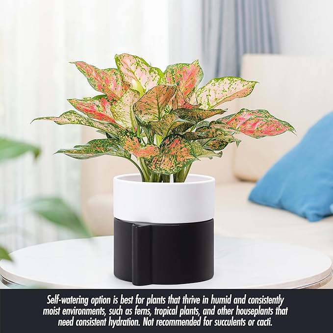 Phoenix Vine 6.5 Inch Self-Watering Planter Pot with Terracotta Insert, Deep Water Reservoir, and Ceramic-Alike BPA-Free Plastic Pot for Plant, Modern Planter for Houseplants, Black/White, 53-C-S-7-Ruum Studio Home