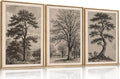 HPINUB Vintage Sketch Tree Framed Canvas Wall Art Set,Modern Nature Botanical Wall Decor, Antique Wilderness Tree Artwork,Minimalist Neutral Art Prints for Living Room,Bedroom,Farmhouse-16 x24 x3-Ruum Studio Home