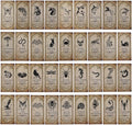 KIMOBER 144PCS Halloween Bottle Labels, Assoeted Vintage Laminated Animal Apothecary Potion Bottles Stickers for Halloween Party Supplies Photo Props-Ruum Studio Home