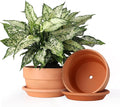 INGOFIN 8 Inch Terracotta Shallow Pots Set with Saucer - Ceramic Clay Pots with Drainage Hole, Terra Cotta Pot for Plants for Indoor Outdoor Plants, Set of 2-Ruum Studio Home