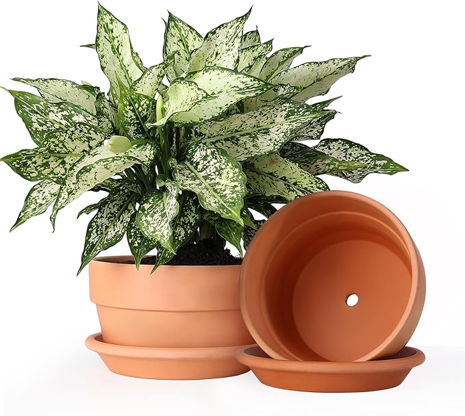 INGOFIN 8 Inch Terracotta Shallow Pots Set with Saucer - Ceramic Clay Pots with Drainage Hole, Terra Cotta Pot for Plants for Indoor Outdoor Plants, Set of 2-Ruum Studio Home