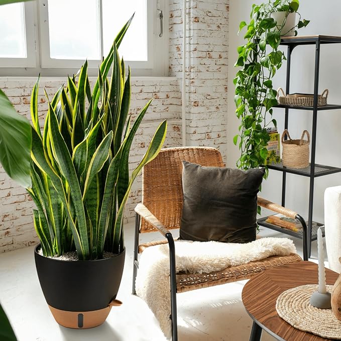 12/10/8 Inch Self Watering Pots for Indoor Plants Plastic Large Plant Pot for Outdoor Plants, Water Level Window & Spacious Reservoir Flower Pots Decorative Planter with Drainage and Tray (Black)-Ruum Studio Home