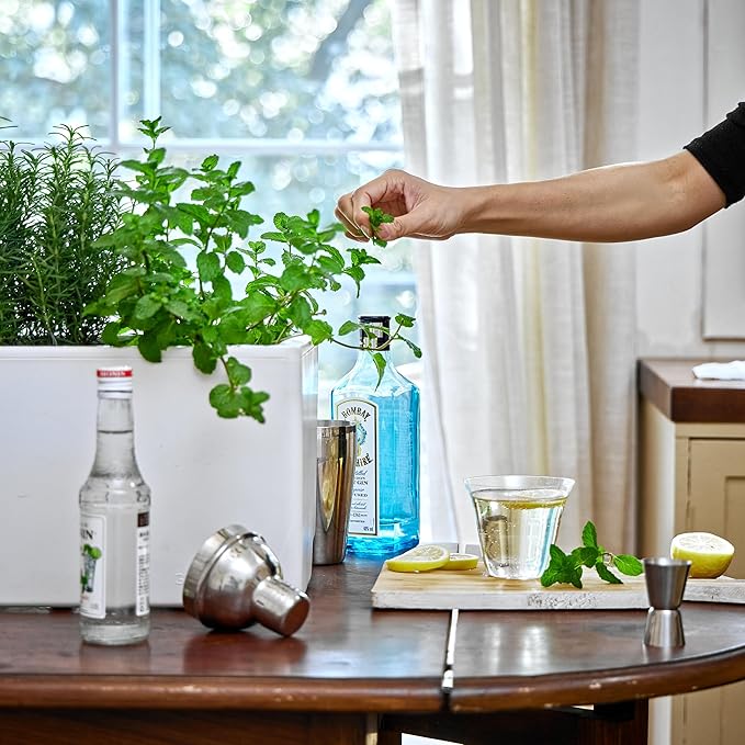 Glowpear Self-Watering Mini Bench Planter - 23.6" in Pot, Free Standing, UV Stable, Scalable, Indoor | Outdoor Pot with Water Gauge, for Home Kitchen Windowsill Gardening-Ruum Studio Home