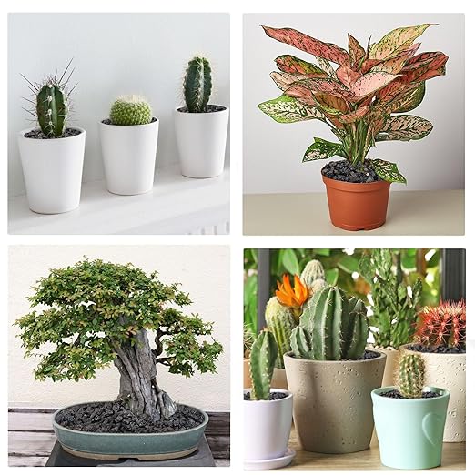 5 lbs Pebbles for Indoor Plants, Succulent, Cactus, 1/5 Inch Small Lava Rock for Plants Drainage, Natural Horticultural Volcanic Rock, Top-Dressing-Ruum Studio Home