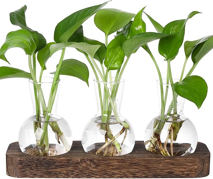 YIBOT Propagation Stations,Plant Propagation Vase,Desk Plant Terrarium with Retro Wooden Stand,Plant Lover Gifts for Women for Hydroponics Plants Home Garden Wedding Decor(3 Vase)-Ruum Studio Home